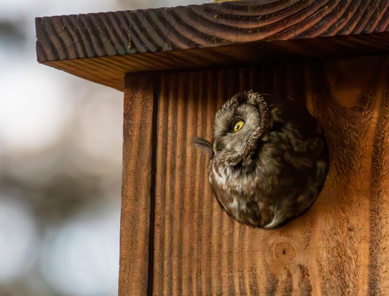 Boreal Owl (Aegolius funereus) Ardennes, Belgium