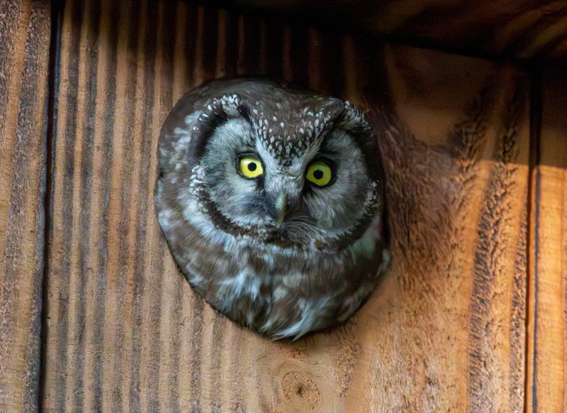 Boreal Owl (Aegolius funereus) Ardennes, Belgium