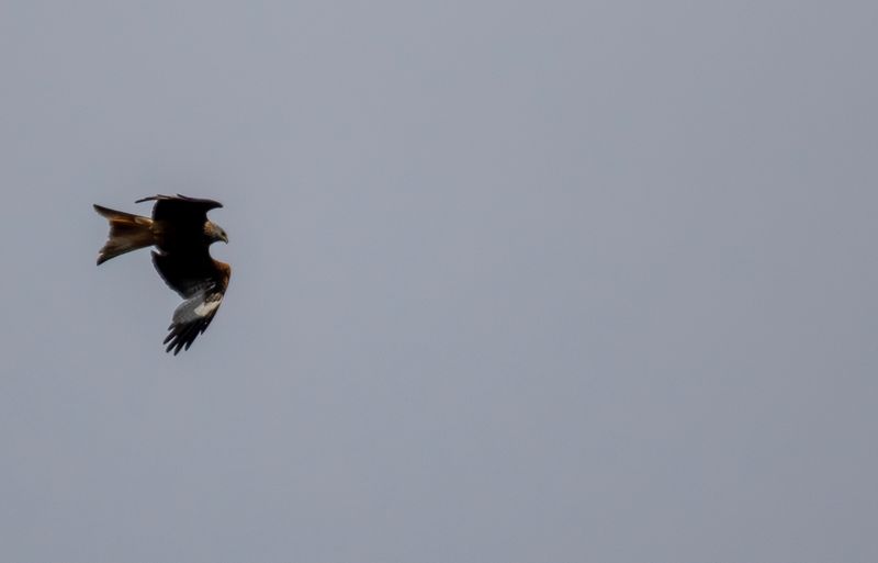 Red Kite (Milvus milvus) Logbiermé Forêts, Ardennes, Belgium