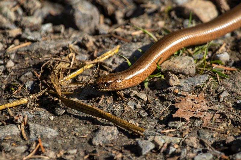 Slow Worm (Anguis fragilis) Logbiermé Forêts, Ardennes, Belgium