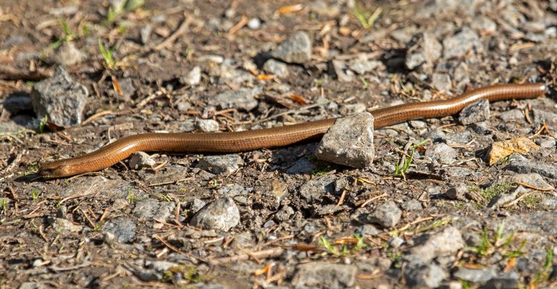 Slow Worm (Anguis fragilis) Logbiermé Forêts, Ardennes, Belgium