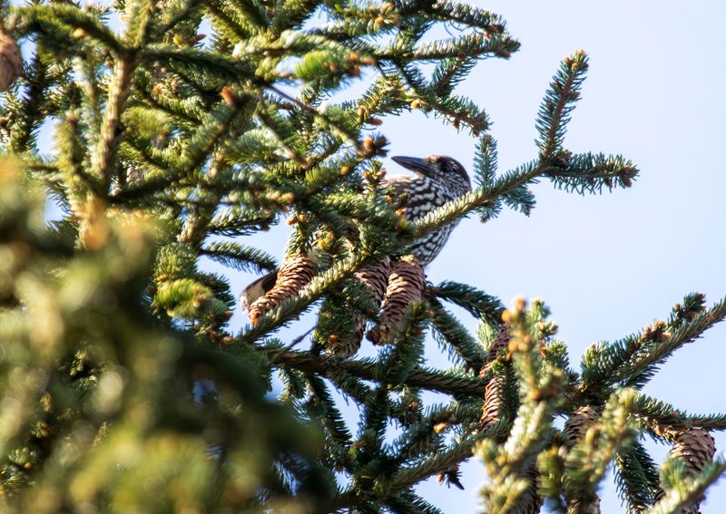 Northern Nutcracker (Nucifraga caryocatactes) Logbiermé Forêts, Ardennes, Belgium