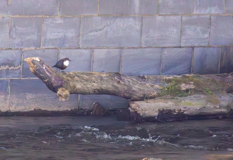 White-throated Dipper (Cinclus cinclus) Stavelot (LG), Belgium