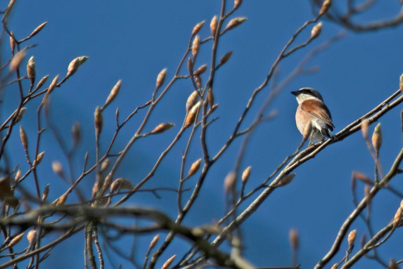 Red-backed Shrike (Lanius collurio) Logbiermé, Ardennes, Belgium