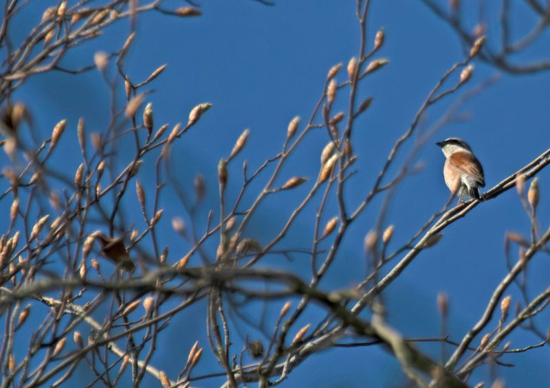 Red-backed Shrike (Lanius collurio) Logbiermé, Ardennes, Belgium