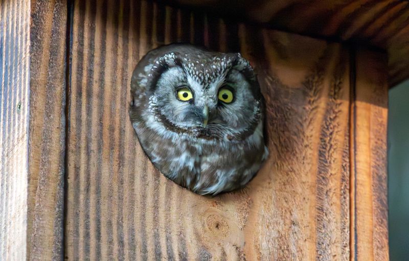 Boreal Owl (Aegolius funereus) Ardennes, Belgium