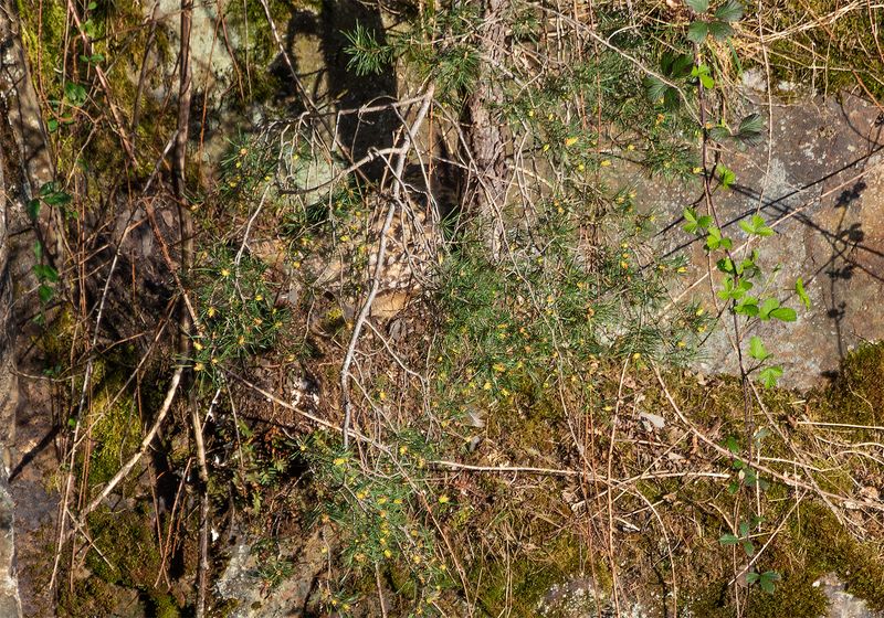 Eurasian Eagle-Owl (Bubo bubo) Ardennes, Belgium