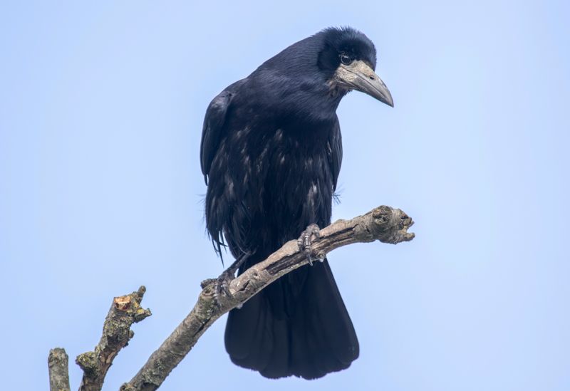 Rook (Corvus frugilegus) Gilze (NB)