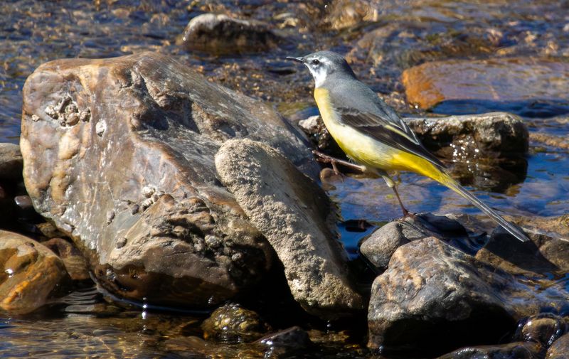 Grey Wagtail (Motacilla cinerea) Stavelot (LG), Belgium