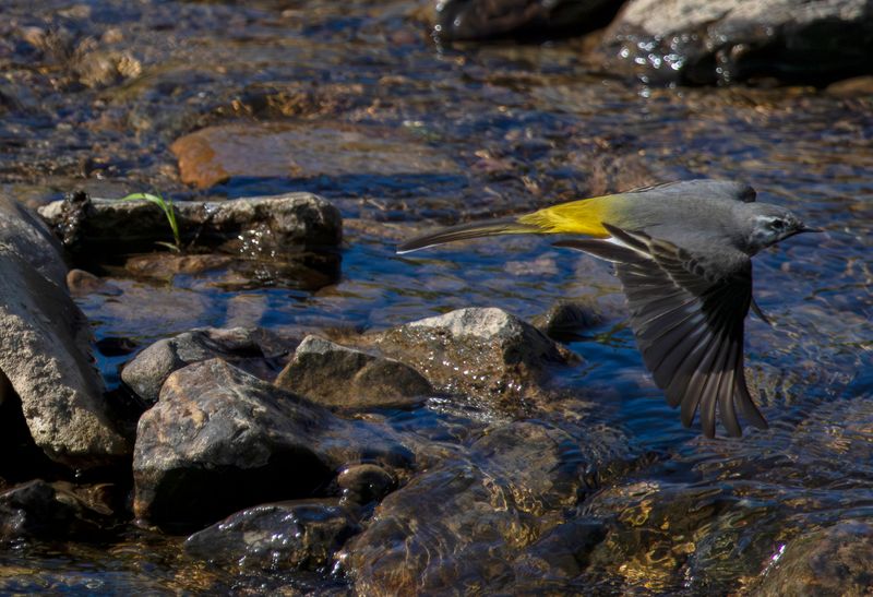 Grey Wagtail (Motacilla cinerea)