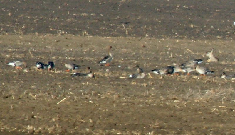 Anseriformes: Anatidae - Ducks, Geese and Swans