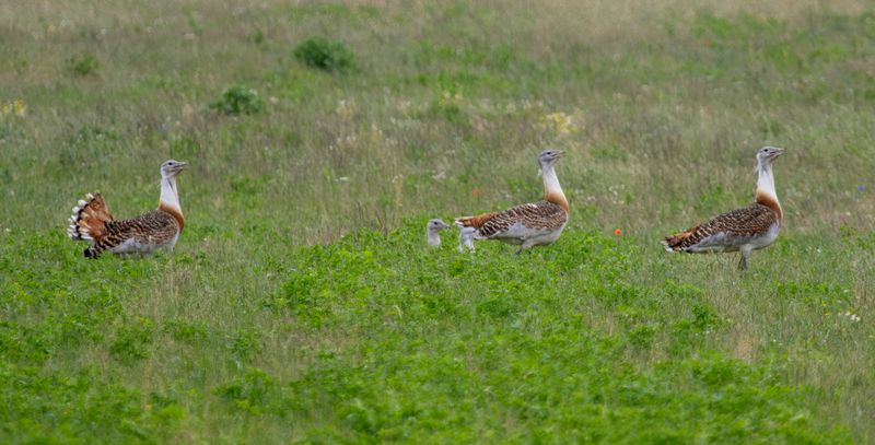 Great Bustard (Otis tarda) Havellandisches Luch, Brandenburg, Germany