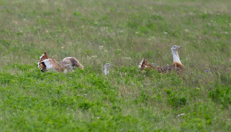 Great Bustard (Otis tarda) Havellandisches Luch, Brandenburg, Germany