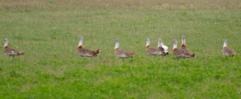Great Bustard (Otis tarda) Havellandisches Luch, Brandenburg, Germany