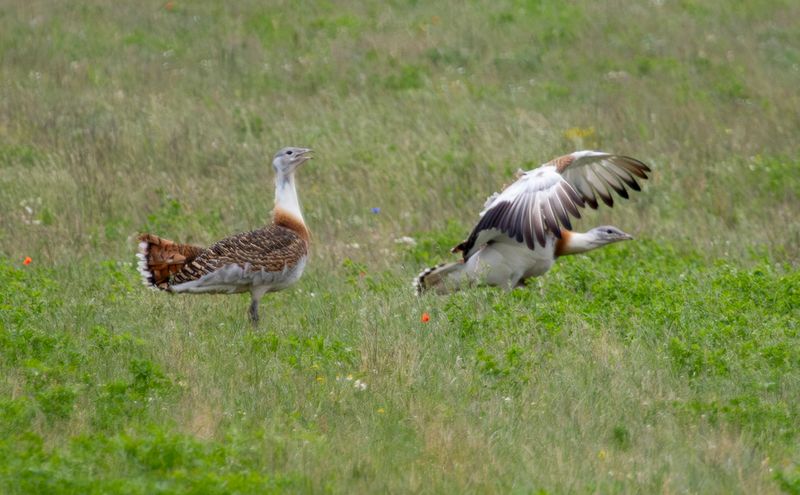 Great Bustard (Otis tarda)