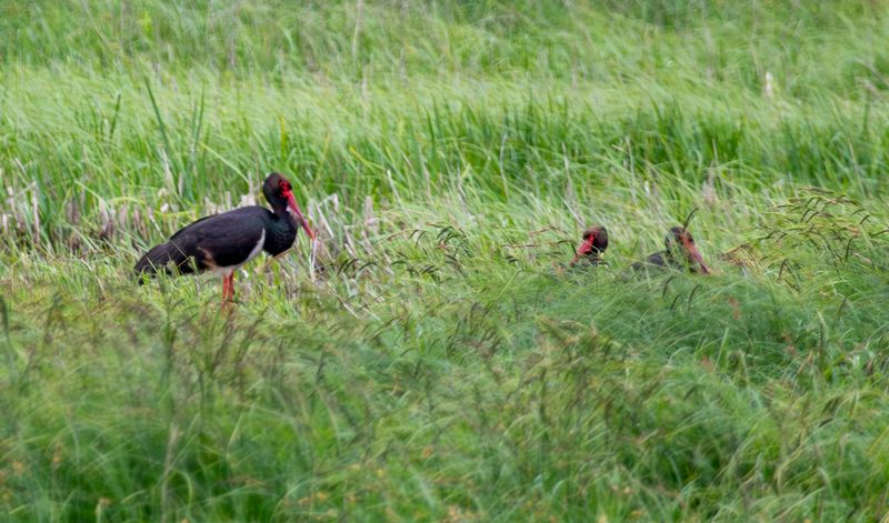 Black Stork (Ciconia nigra) Unteres Odertal National Park, Brandenburg, Germany