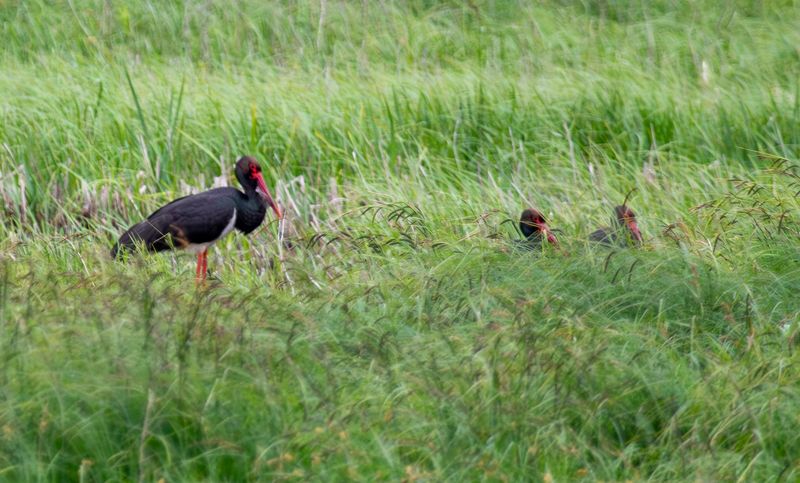 Black Stork (Ciconia nigra) Unteres Odertal National Park, Brandenburg, Germany