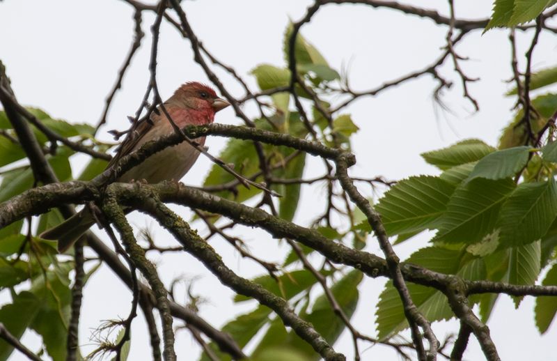 Birds of the Western Palearctic