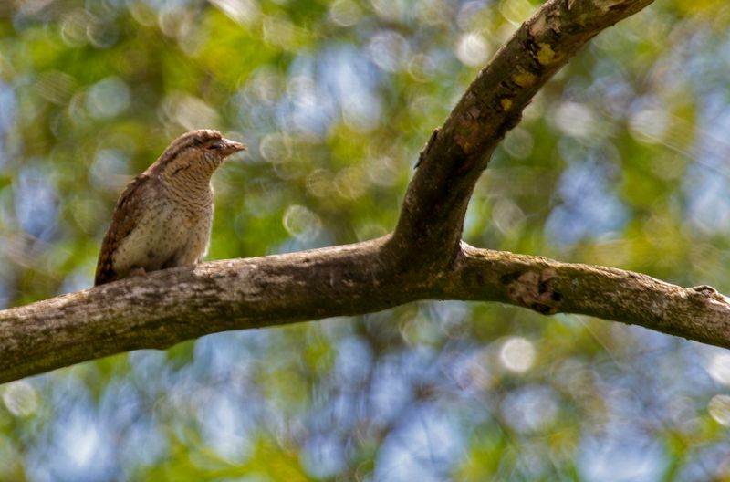 Eurasian Wryneck (Jynx torquilla)