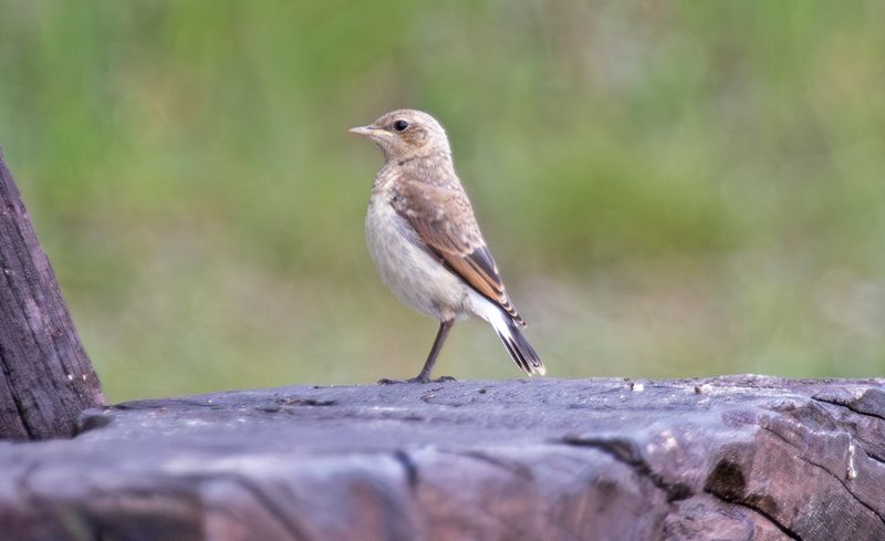 Germany: Berlin, Havelland & Unteres Odertal National Park, May/June 2025