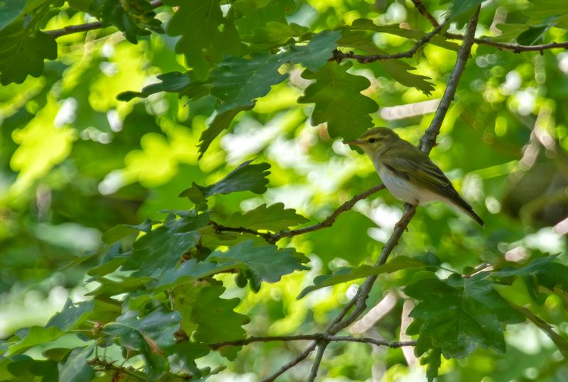 Wood Warbler (Phylloscopus sibilatrix) Ferbitzer Bruch, Brandenburg, Germany