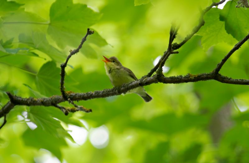 Icterine Warbler (Hippolais icterina)