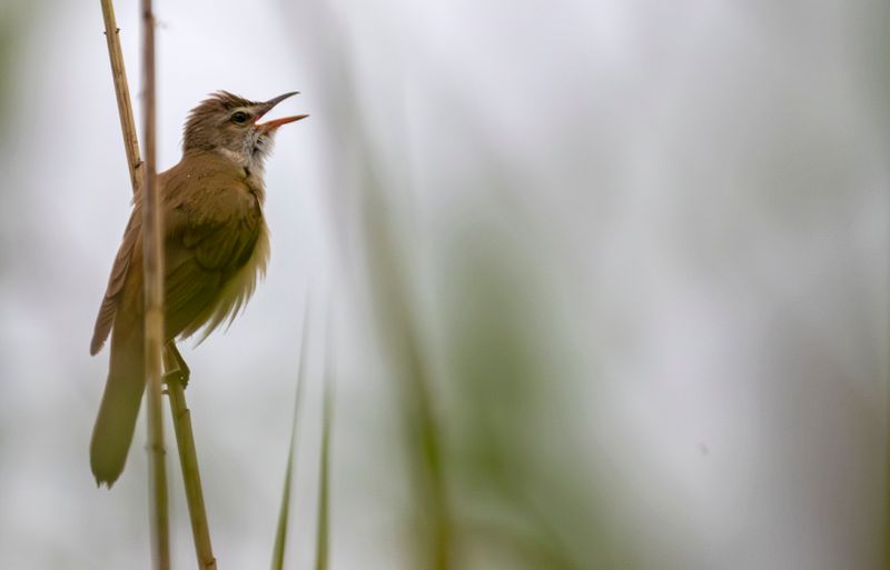 Great Reed Warbler (Acrocephalus arundinaceus)