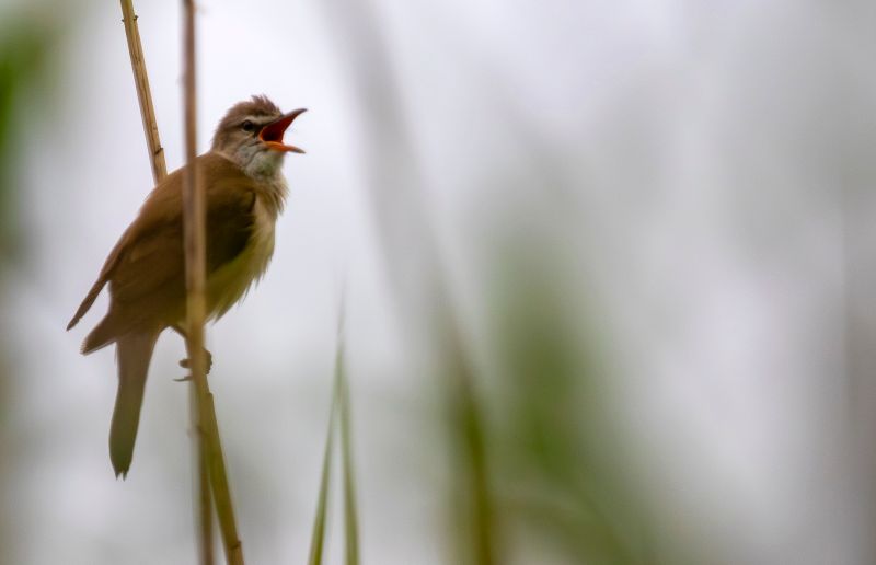 Great Reed Warbler (Acrocephalus arundinaceus) Moorlinse Buch, Berlin, Germany