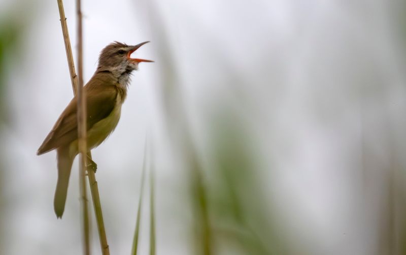 Great Reed Warbler (Acrocephalus arundinaceus) Moorlinse Buch, Berlin, Germany