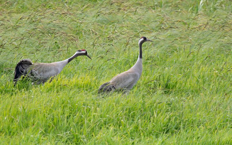 Common Crane (Grus grus) Unteres Odertal National Park, Brandenburg, Germany