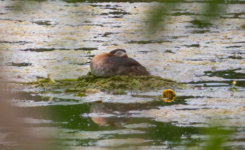 Red-necked Grebe (Podiceps grisegena)