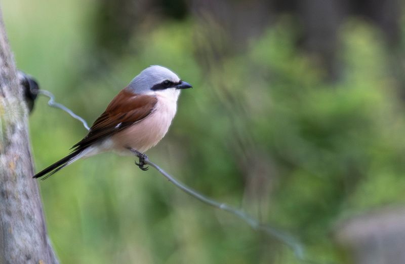 Red-backed Shrike (Lanius collurio)