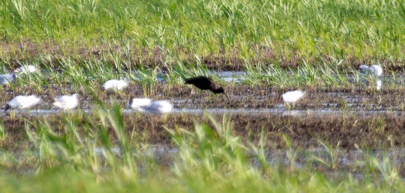 Glossy Ibis (Plegadis falcinellus) Unteres Odertal National Park, Brandenburg, Germany