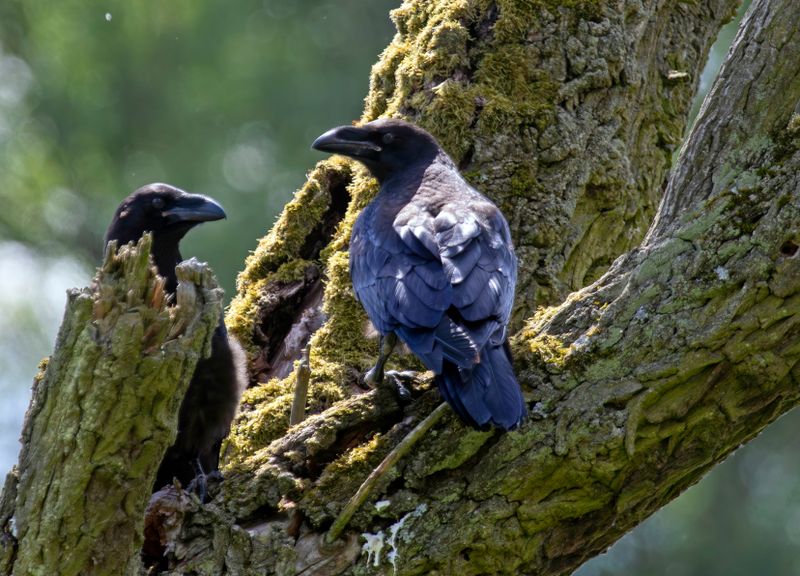 Northern Raven (Corvus corax) Unteres Odertal National Park, Brandenburg, Germany