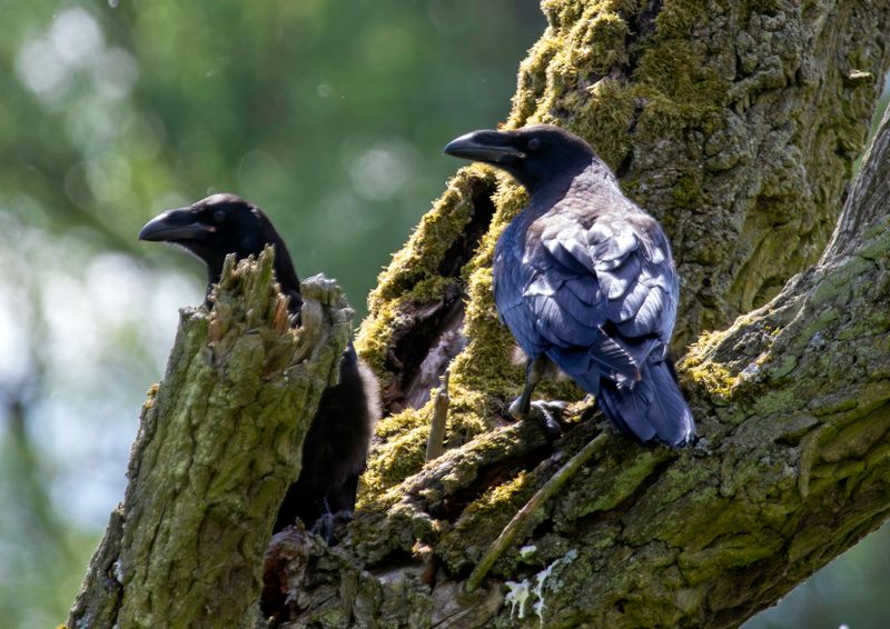 Birds of the Western Palearctic