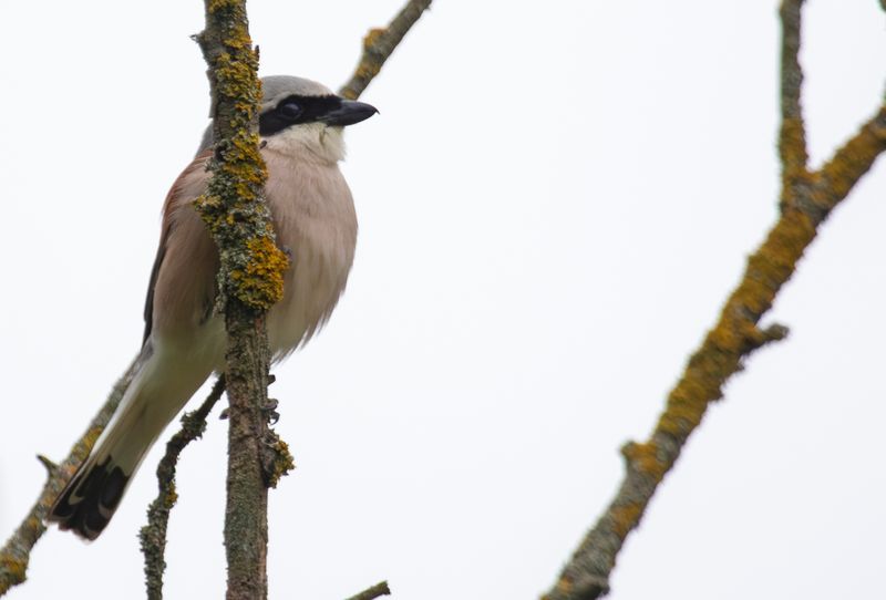 Germany: Berlin, Havelland & Unteres Odertal National Park, May/June 2025