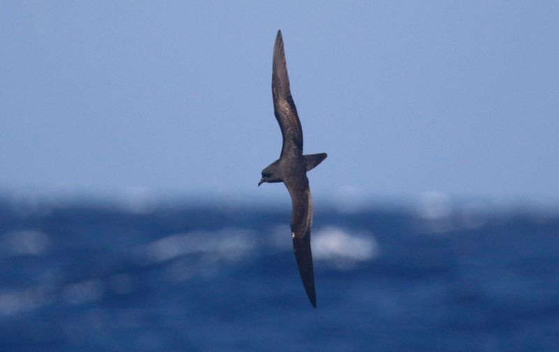 Madeira - Windbirds Pelagics - May 2021