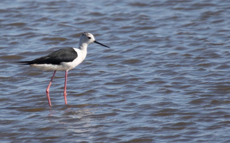 Black-winged Stilt (Himantopus himantopus) Nieuwe Droogmaking, Berkel en Rodenrijs (ZH), Netherlands