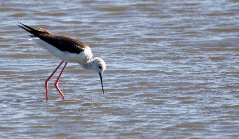 Black-winged Stilt (Himantopus himantopus)
