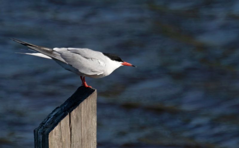Common Tern (Sterna Hirundo) Nieuwe Droogmaking, Berkel en Rodenrijs (ZH), Netherlands