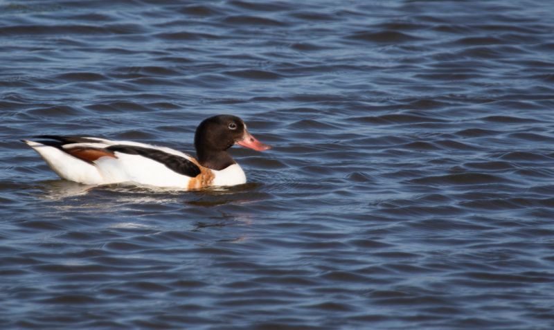 Common Shelduck (Tadorna tadorna) Nieuwe Droogmaking, Berkel en Rodenrijs (ZH), Netherlands