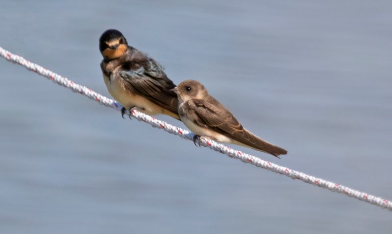 Sand Martin, Bank Swallow (Riparia riparia) Hellegatsplaten (ZL) Netherlands