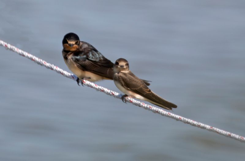 Sand Martin, Bank Swallow (Riparia riparia) Hellegatsplaten (ZL) Netherlands