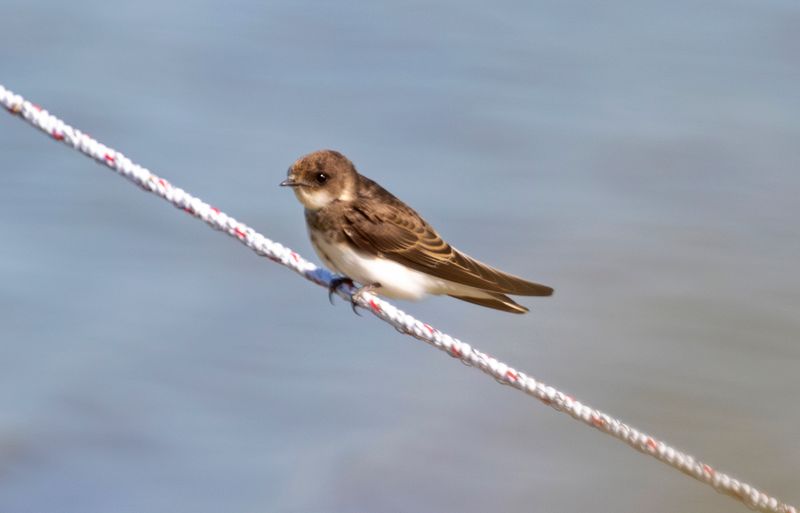 Birds of the Western Palearctic
