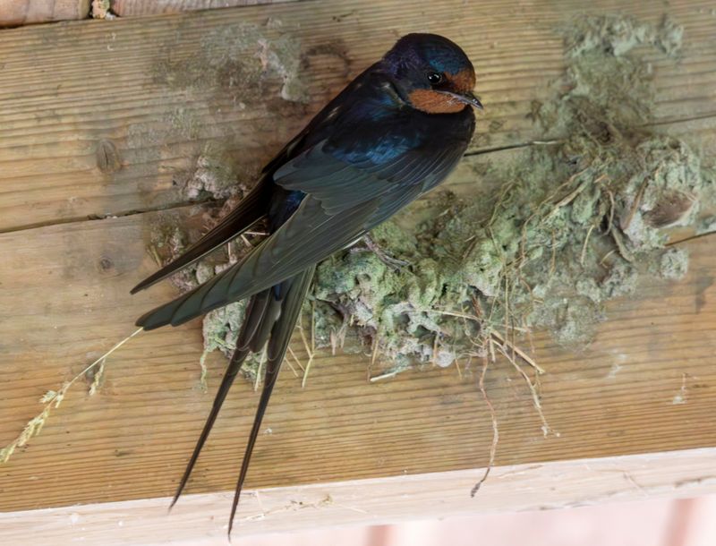 Barn Swallow (Hirundo rustica) Hellegatsplaten (ZL) Netherlands