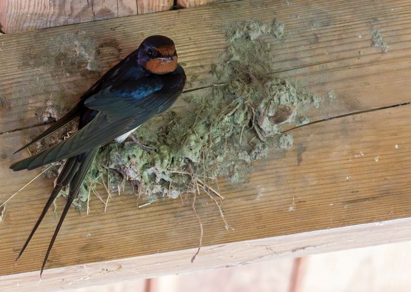 Barn Swallow (Hirundo rustica) Hellegatsplaten (ZL) Netherlands