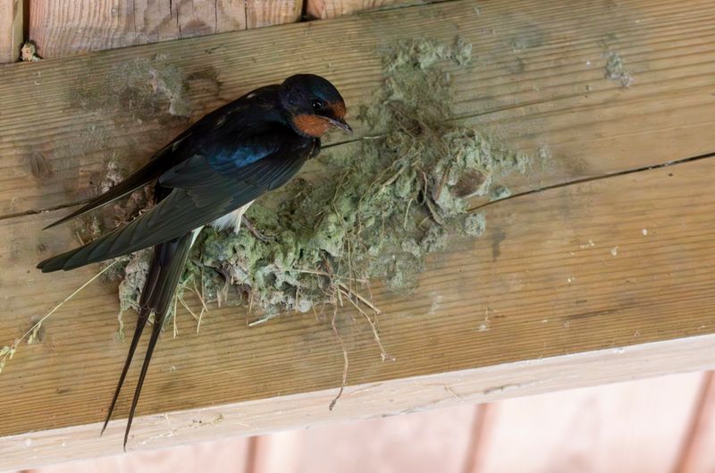 Birds & Nature Holland 2025
