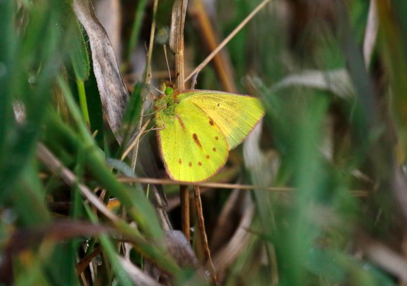 Lepidoptera: Butterflies and moths