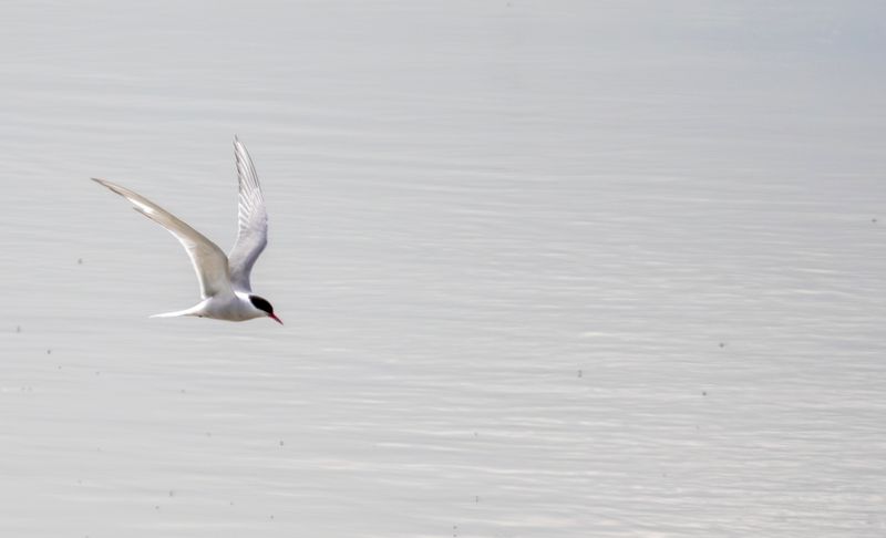 Arctic Tern (Sterna paradisaea) Flauwers- en Weversinlaag, Kerkwerve (ZL), Netherlands