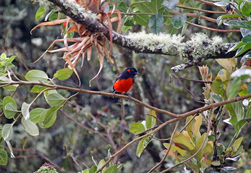 Scarlet-bellied Mountain Tanager (Anisognathus igniventris) PNR Vista Hermosa de Monquentivá, Cundinamarca, Colombia
